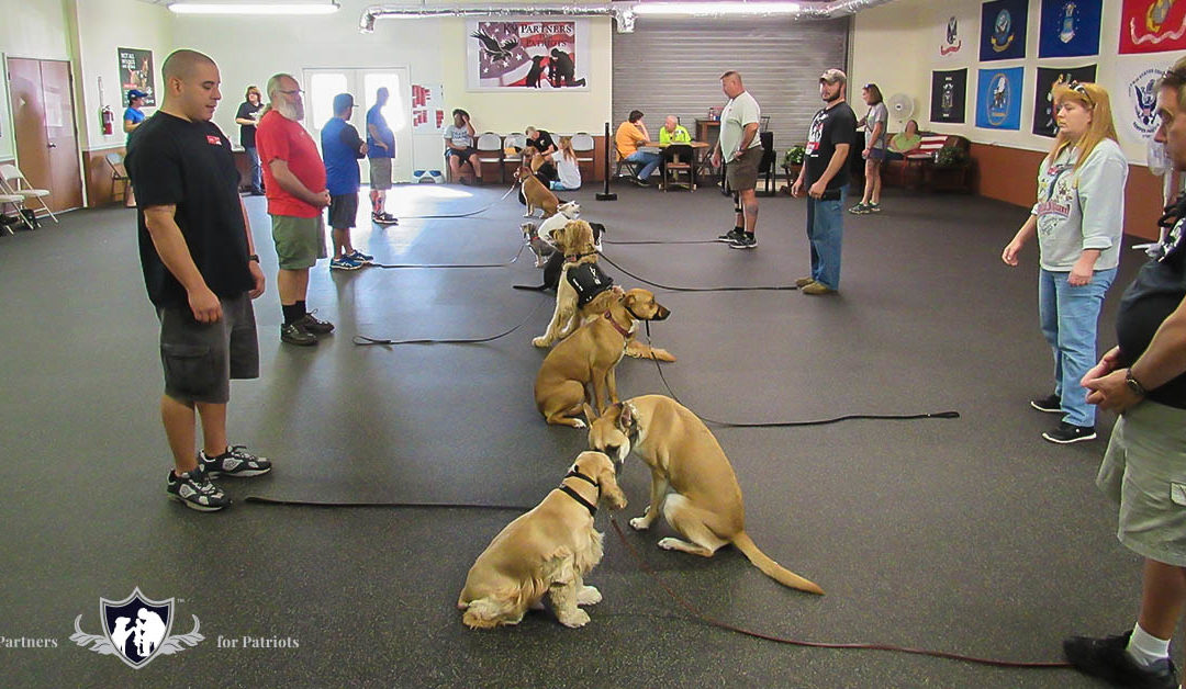 What’s the Difference Between Service Dogs vs Therapy Dogs?