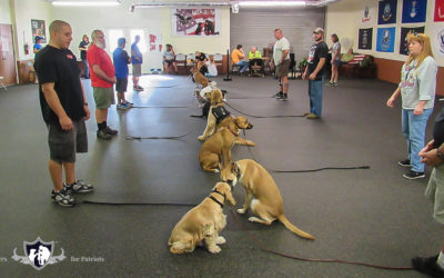 What’s the Difference Between Service Dogs vs Therapy Dogs?