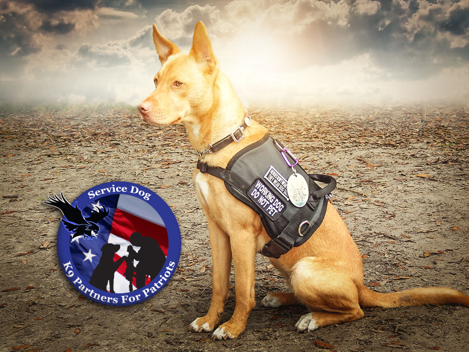 K9 Partners for Patriots Service Dog, Shasta