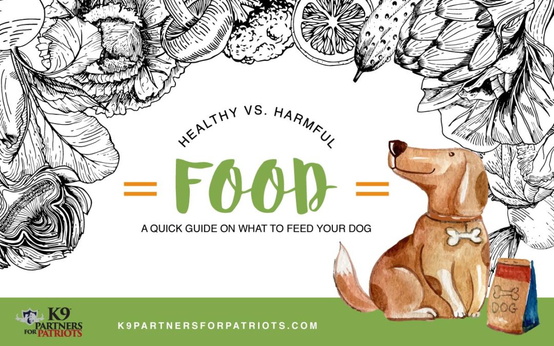 Healthy vs Harmful Food & Treats for Your Dog