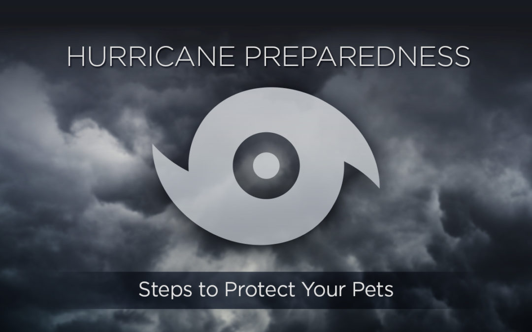 Protect Your Pets! Take These Steps to Hurricane Preparedness