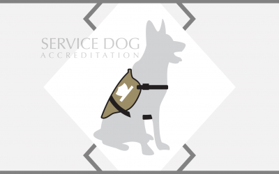 What You Should Know About Service Dog Accreditation and the VA