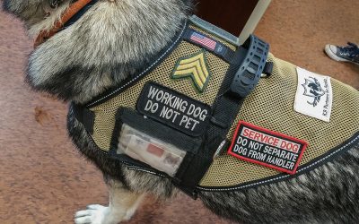 Don’t Judge Disabled Veterans… And, Please, Leave Their Service Dogs Alone