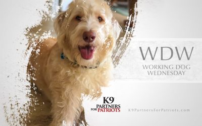 Jimmy & Remington – Working Dog Wednesday
