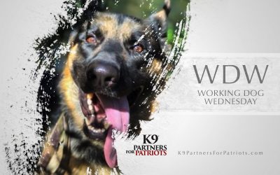 Marvin & Achilles – Working Dog Wednesday