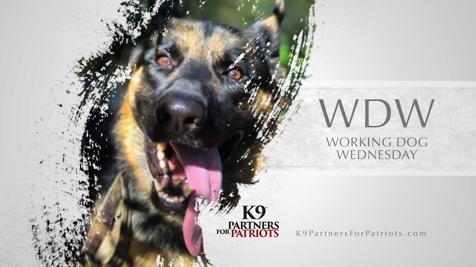 Working Dog Wednesday - WDW
