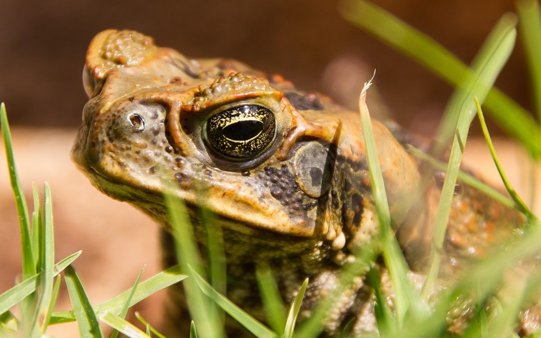 Bufo Toad Florida Infestation Toxic to Pets