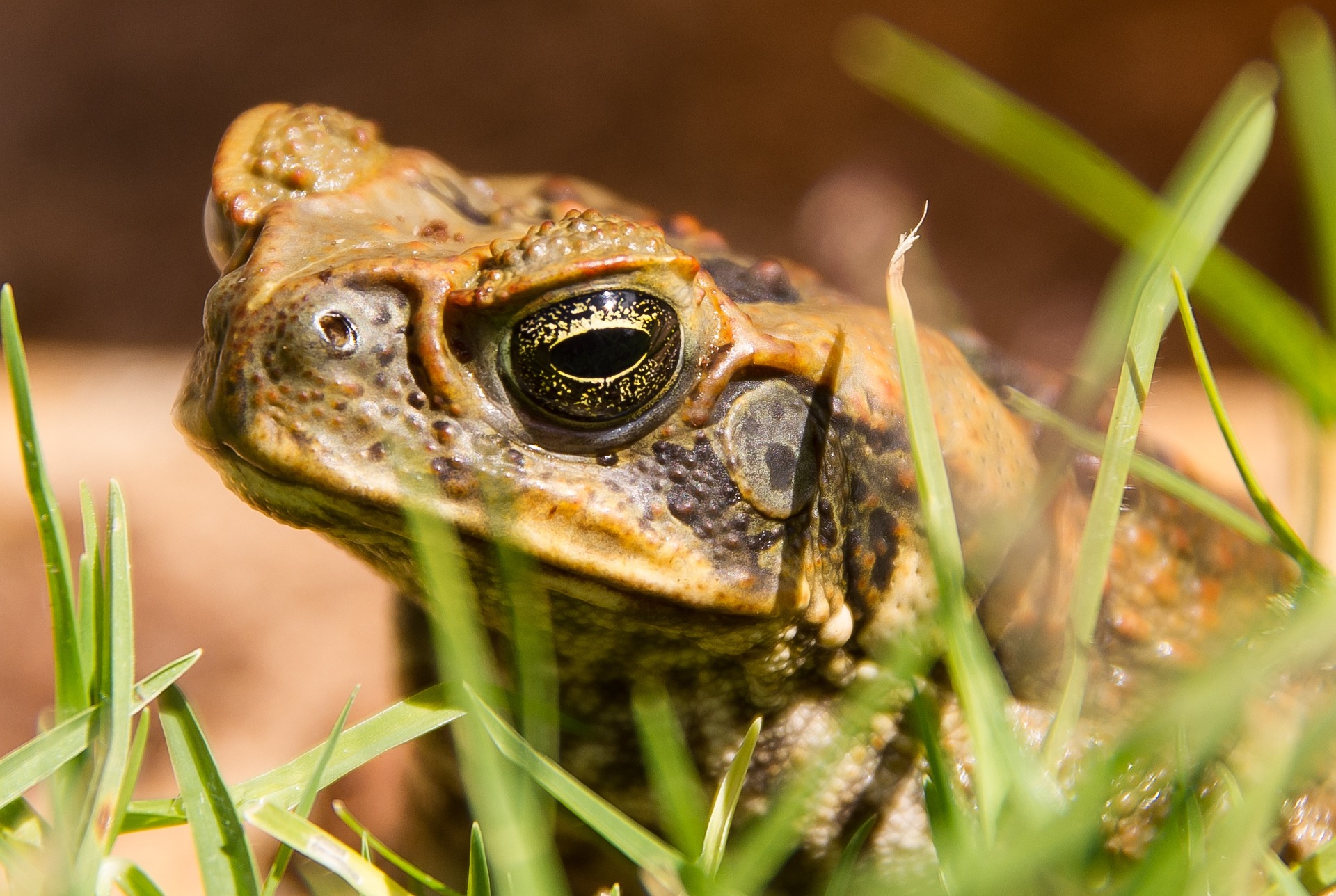 Bufo Toad Florida Infestation