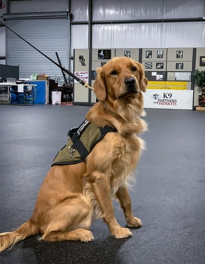 K9 Partners for Patriots Service Dog