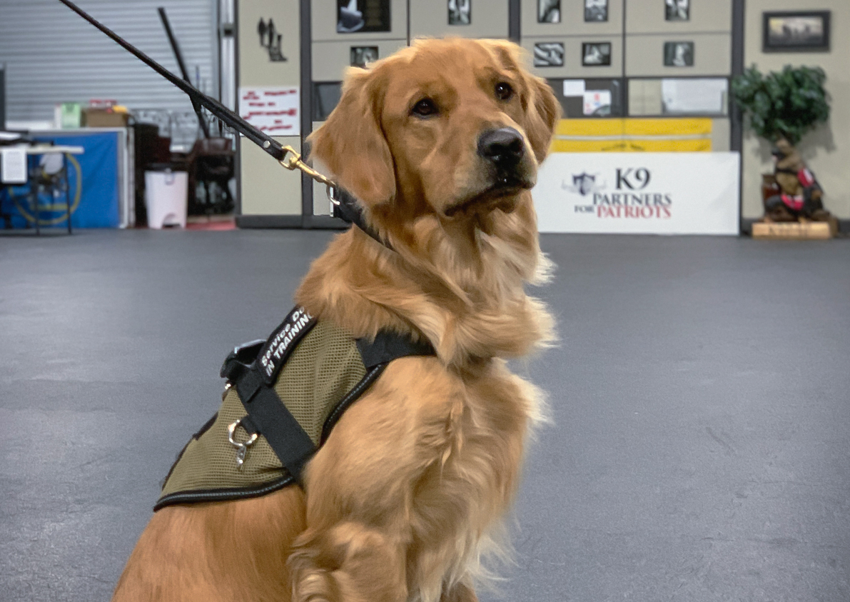 Golden Retriever in Service Dog Vest