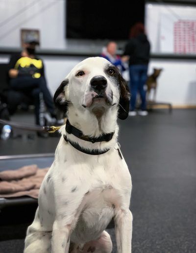 Pointer Mix - K9 Partners for Patriots Service Dog