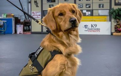 5 Things All Businesses Should Know About Service Dogs