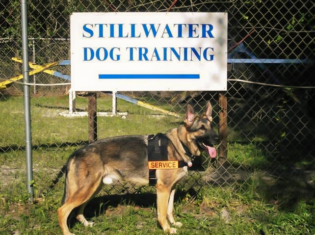 German Shepherd, Buckshot - Stillwater Dog Training