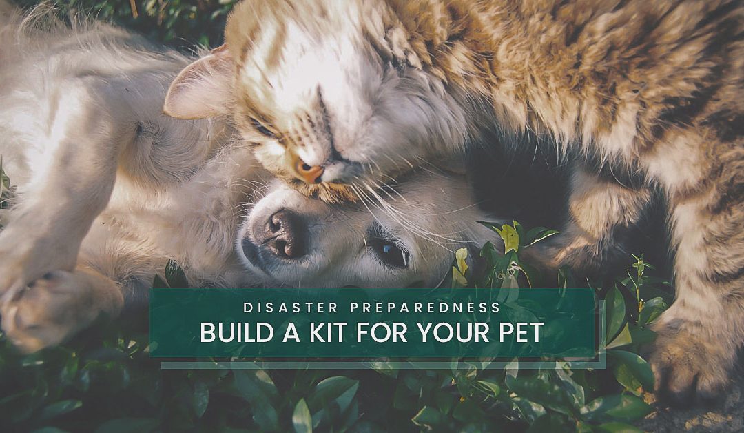Build A Kit for Your Pet Disaster Preparedness