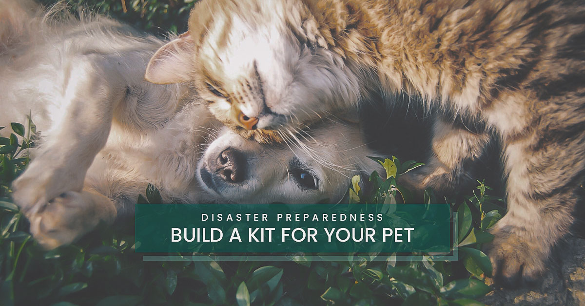 Build a Kit for Your Pet - Disaster Preparedness