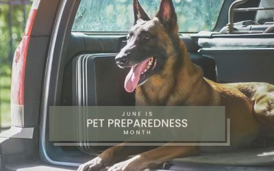 Pet Preparedness – Make a Plan