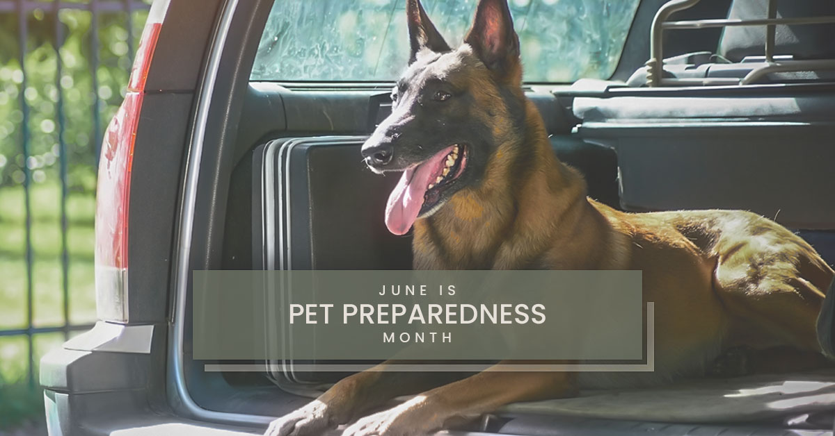 Pet Preparedness - Make a Plan - K9 Malinoise