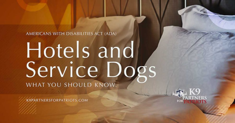 Do Hotels Have to Accommodate Service Dogs? - K9 Partners for Patriots