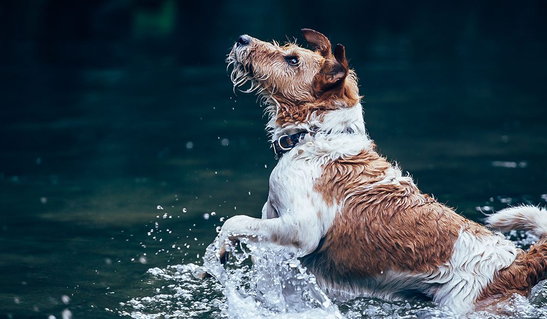 Toxic Algae Blooms Can Cause Death in Dogs