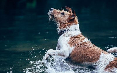 Toxic Algae Blooms Can Cause Death in Dogs