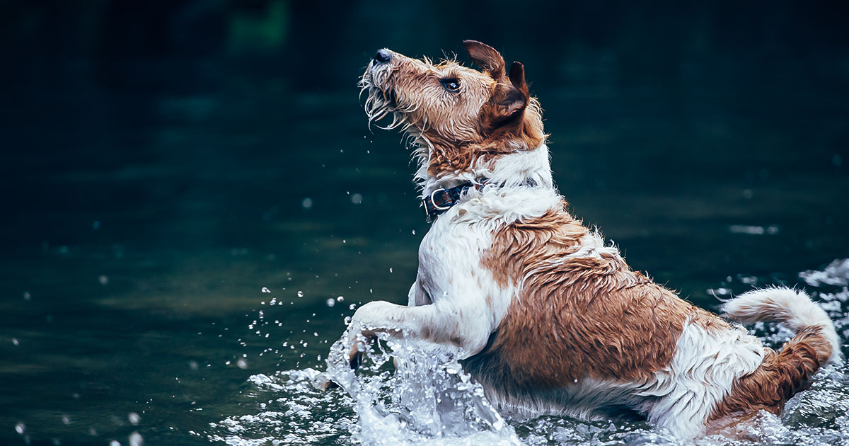 Toxic Algae Blooms - Fox Terrier Playing in a Lake