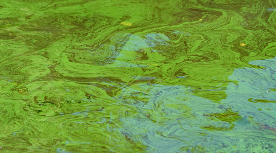 Algae Bloom looks like paint on the water