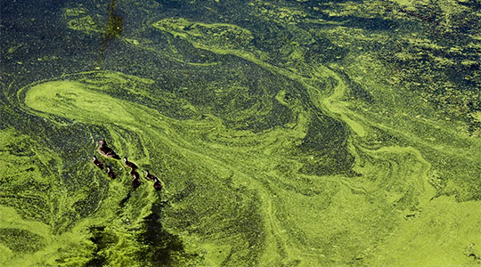 Algal Bloom looks like green sand