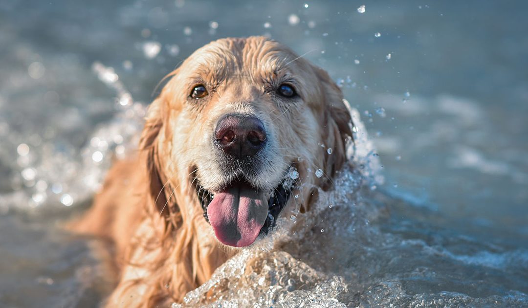 Golden Retriever Laying in a Cool Wave