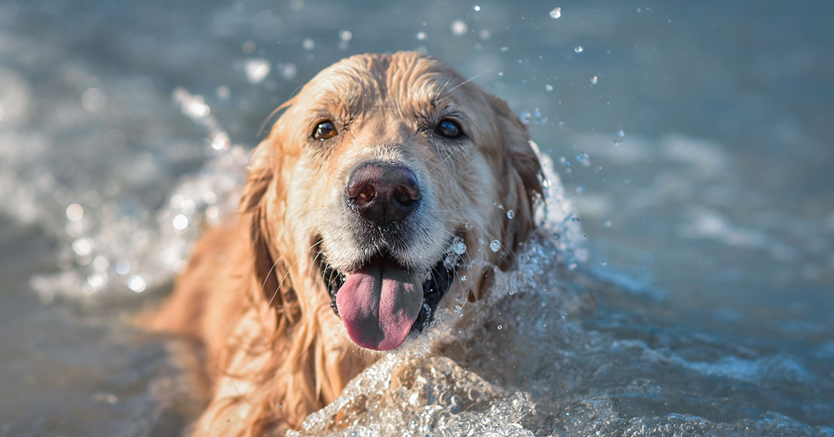 Golden Retriever Laying in a Cool Wave