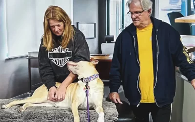 Canine Massage Therapy for Service Dogs