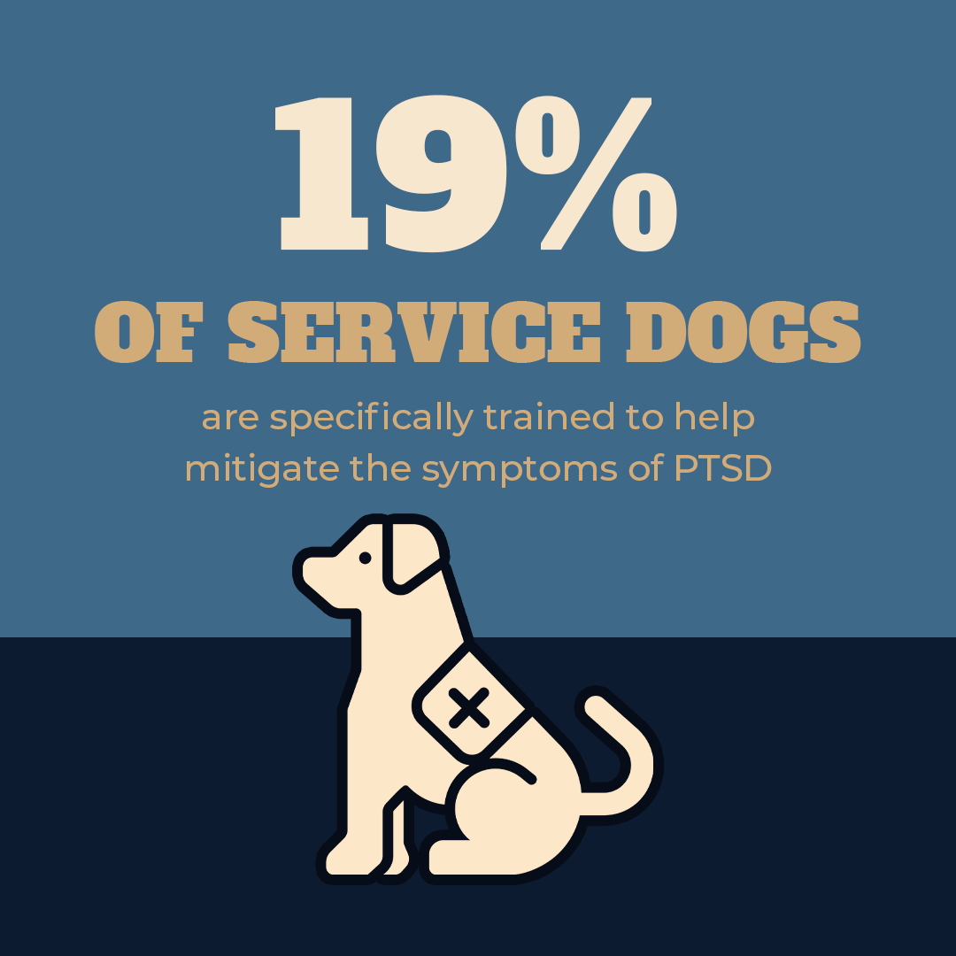 PTSD Service Dogs Facts and Benefits for Veterans - K9P4P