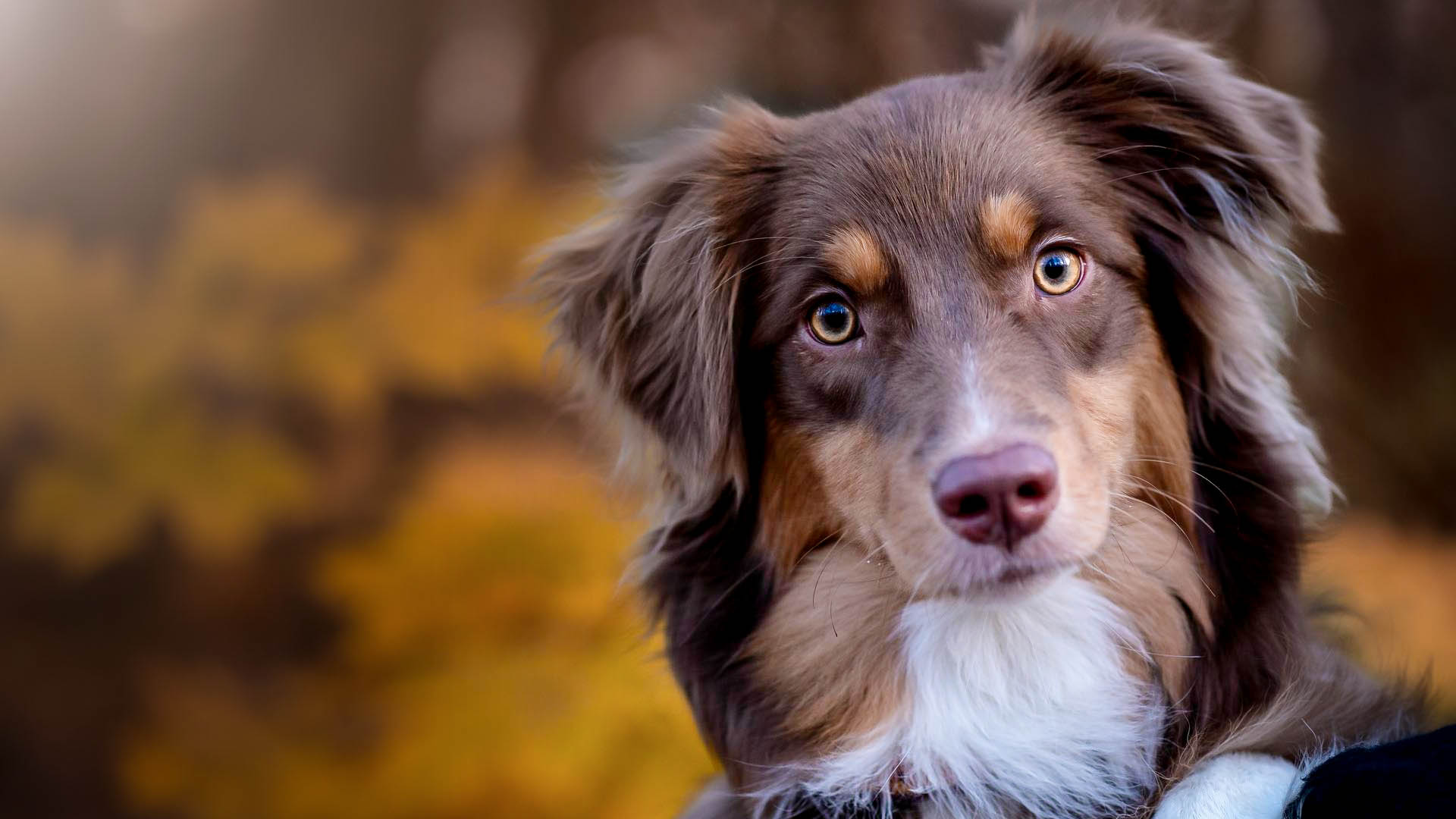 K9 Massage Session - Australian Shepherd