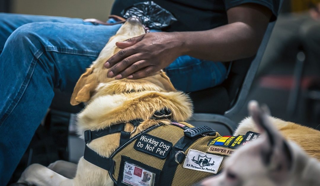 A Well-Trained Service Dog Can Mean the Difference Between Life and Death