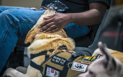 do hotels have to allow therapy dogs