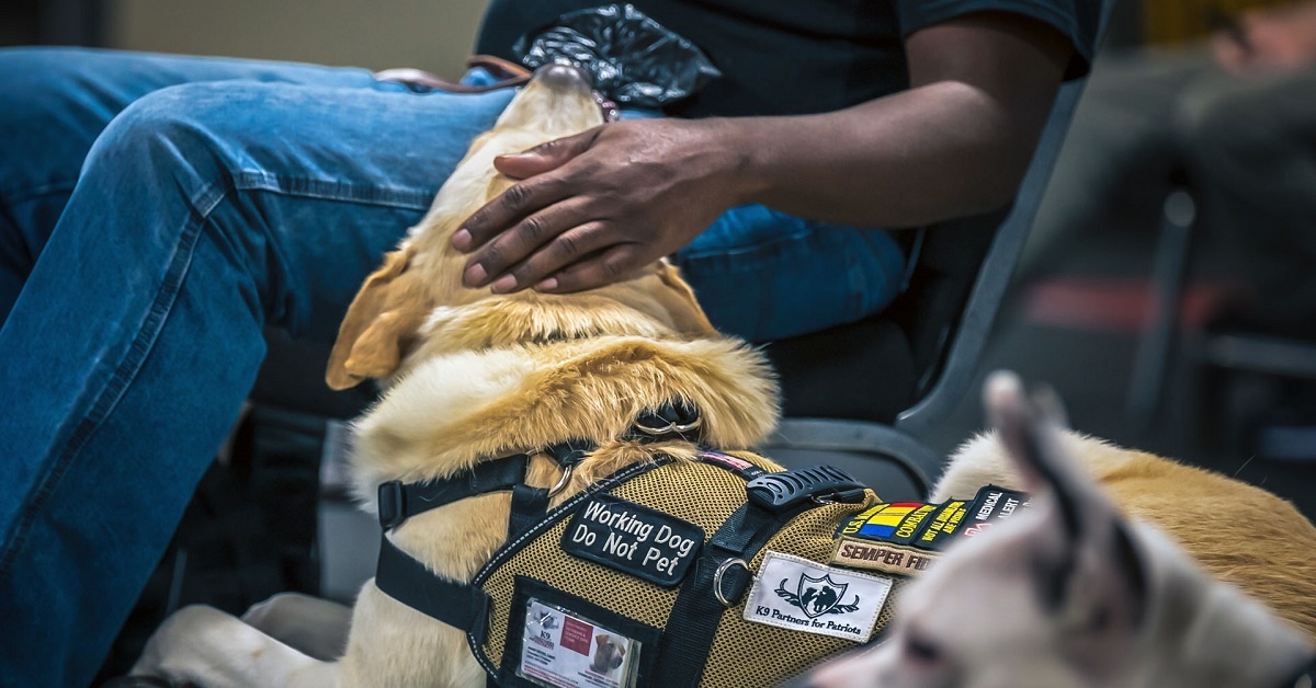 Training your own store ptsd service dog