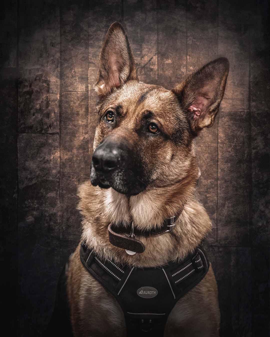 German Shepherd Service Dog