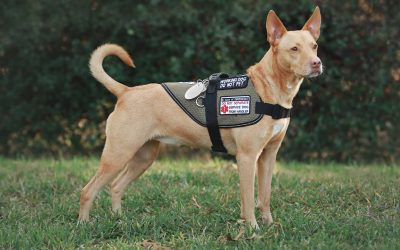 What is a Service Dog?