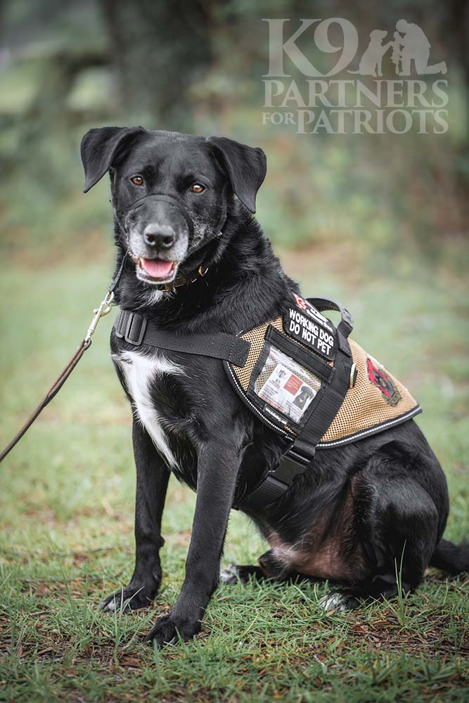 Service Dog - Maverick