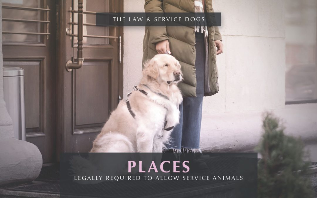 Where Service Animals Are Allowed – Places Covered Under the ADA