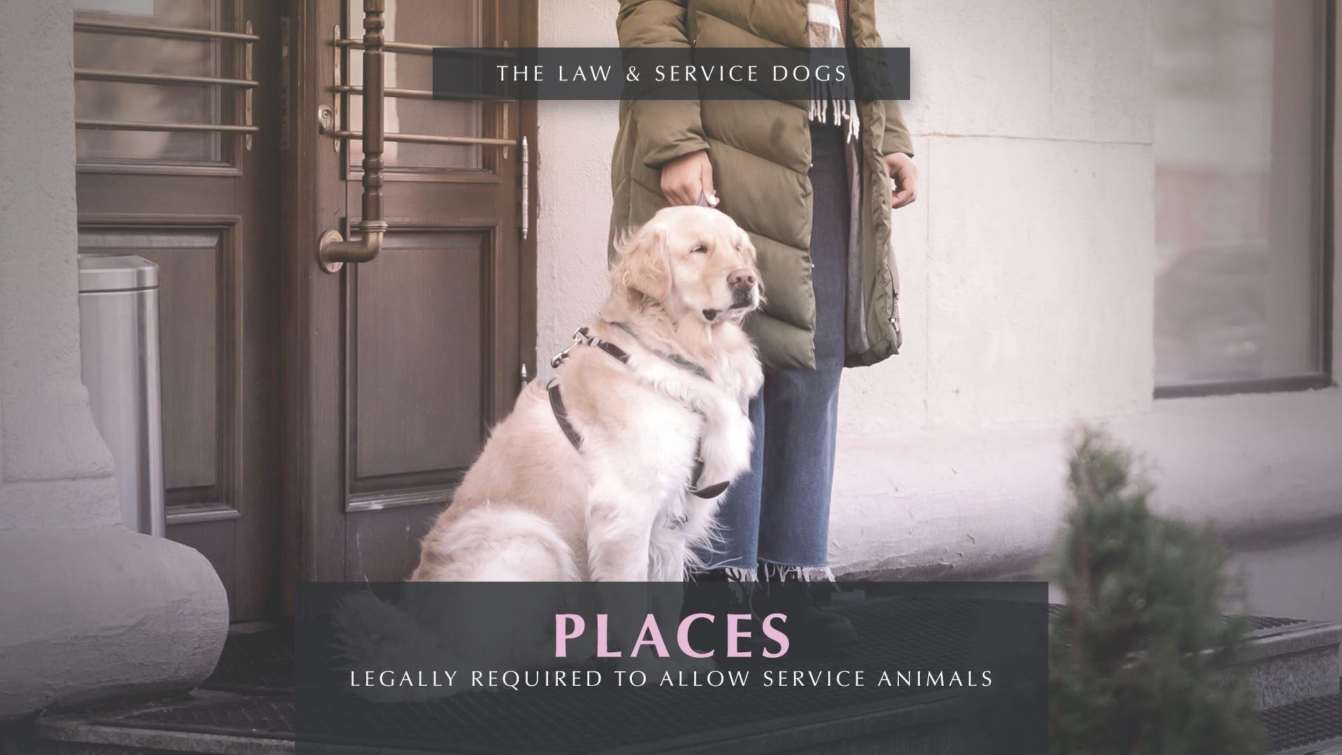 Where Service Animals Are Allowed