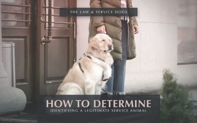 Determining Service Animals VS. Pets DOJ Guidance