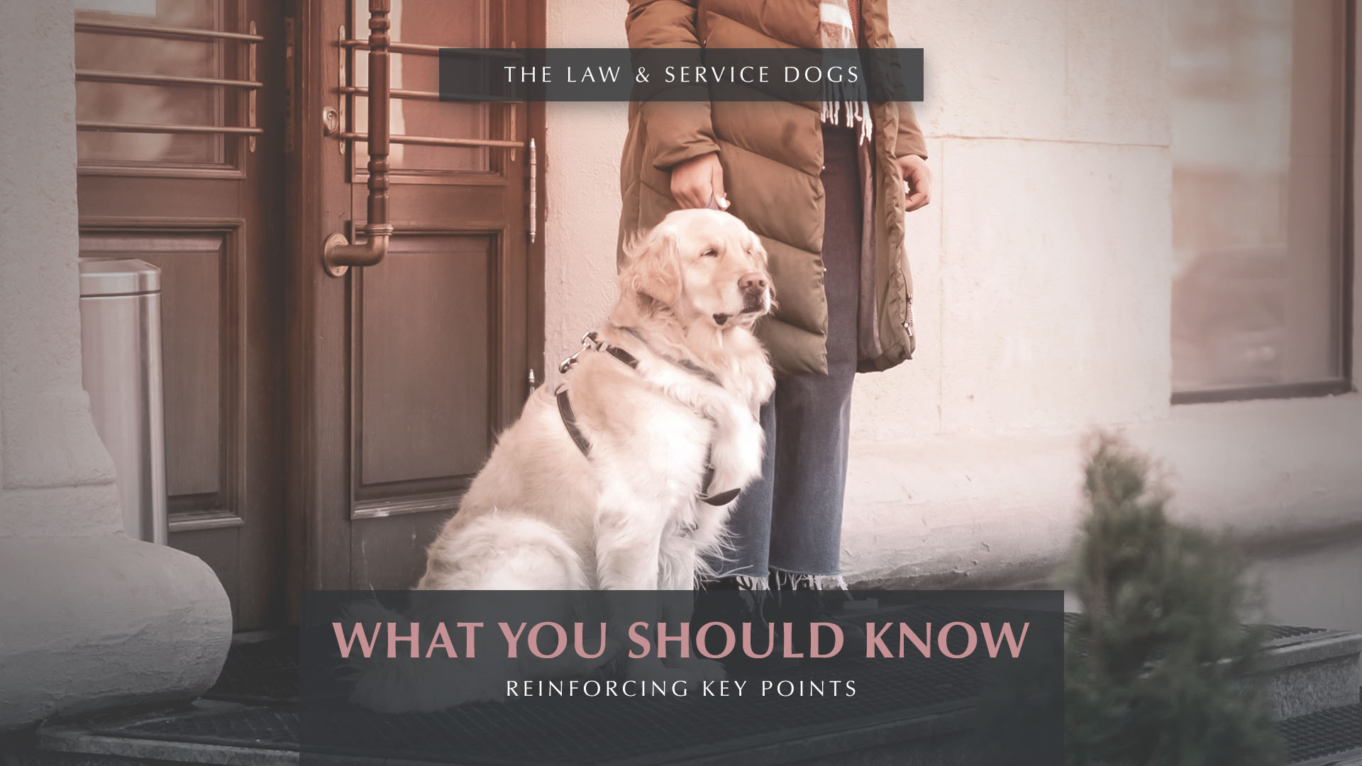 Service Dog Law and Your Rights - Service Dog and Handler