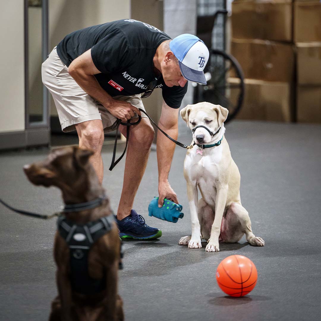 Veteran and Service Dog Training