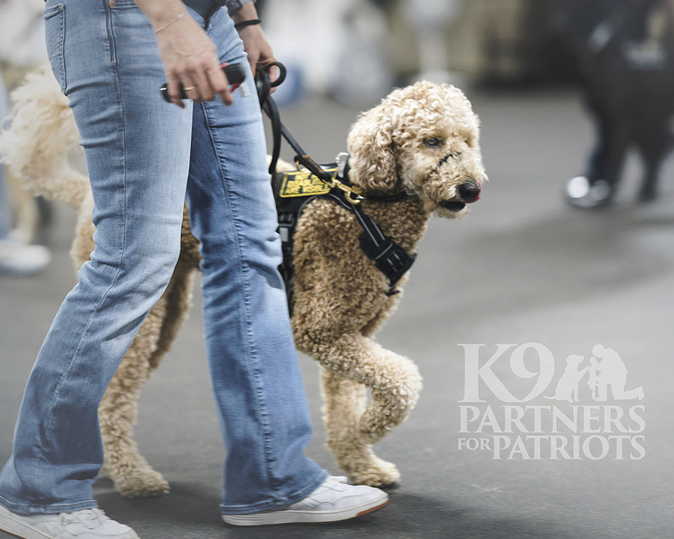 Female Veteran & Doodle Service Dog Team