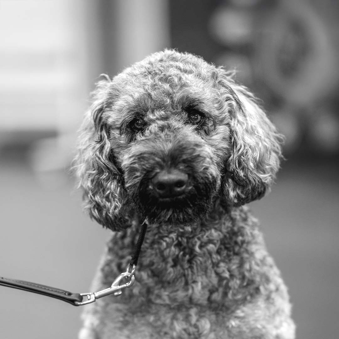 Service Dog Doodle Service Dog Doodle