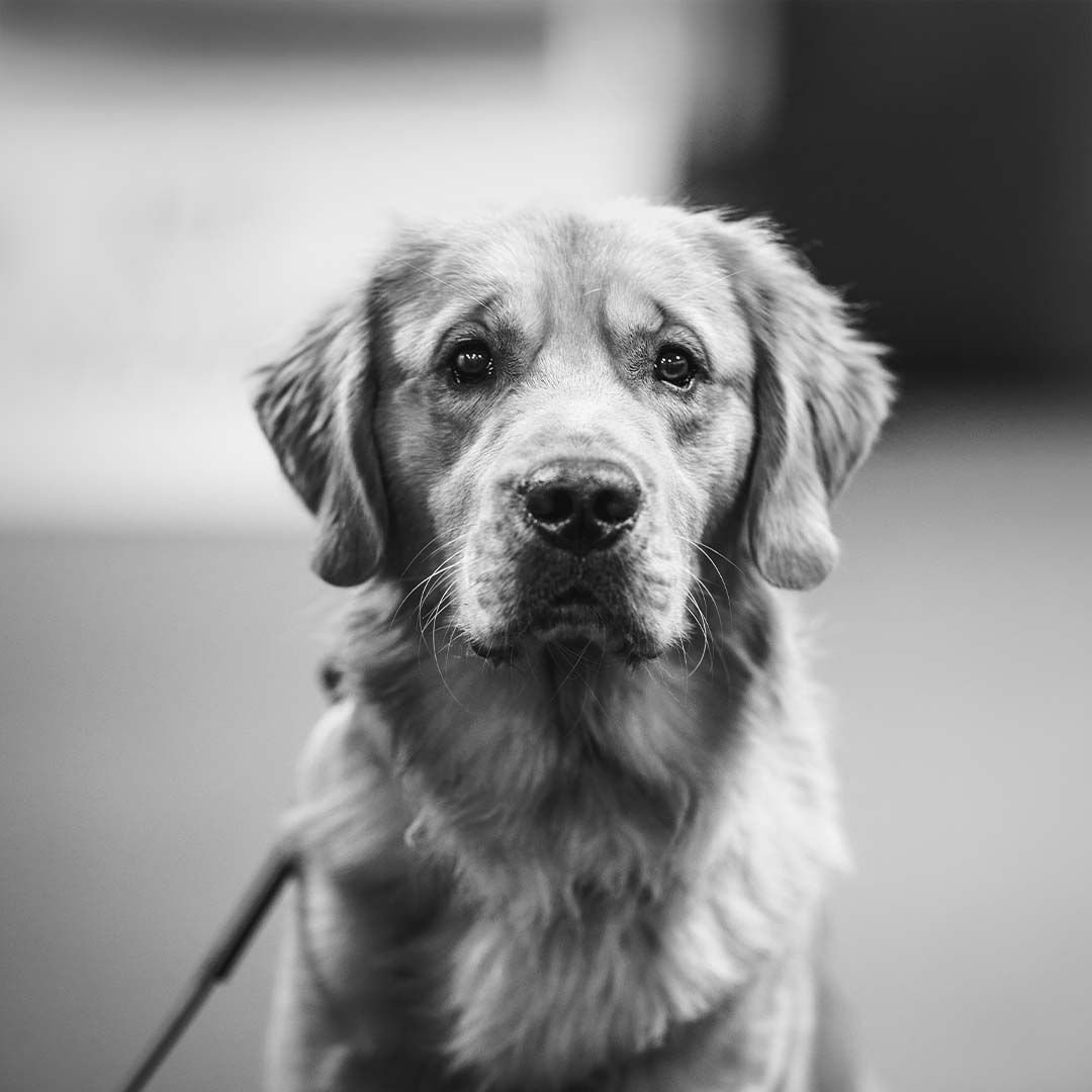 Service Dog Lab Service Dog Lab