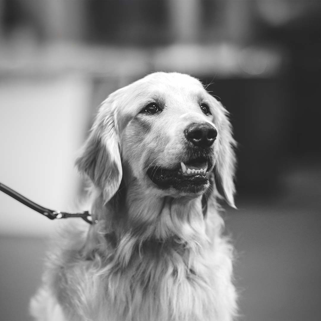Service Dog Golden Retriever Service Dog Golden Retriever