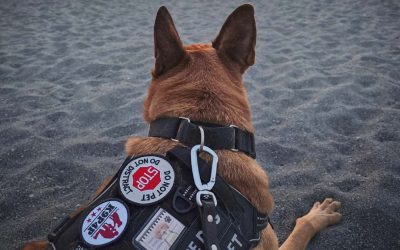 How Service Dog Akula Helped Kathy Reclaim Her Life After PTSD and Chronic Pain