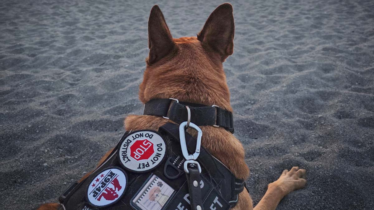 Air Force veteran Kathy's service dog Akula, trained through K9 Partners for Patriots.