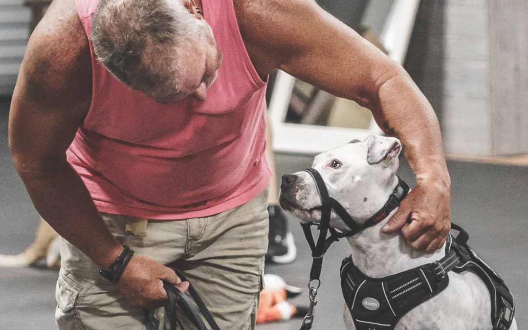 Why Service Dogs Must Be Spayed or Neutered